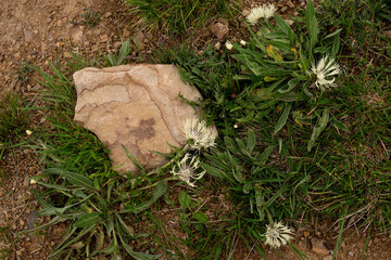 Wildflowers with white feathery petals growing around rock