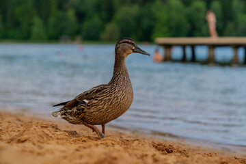 Duck and geese family on the beach walking next to a beach