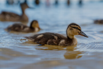 Small swimming duckling baby in the water with fur close up