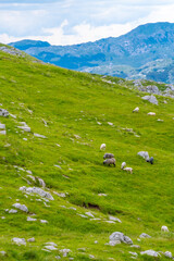 Fototapeta premium Sheep grazing on green hills with mountains in the background