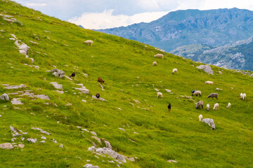 Fototapeta premium Sheep grazing on hillside with mountains in background