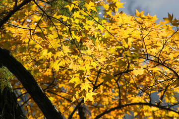 Beautiful golden leaves in autumn