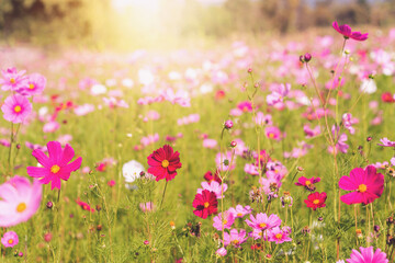 A beautiful close up of flowers Beautiful blur background