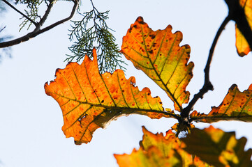Beautiful golden leaves in autumn
