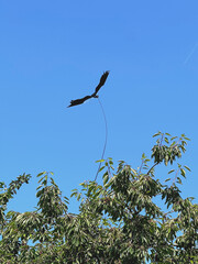 Raubvogel Attrappe über einem Kirschbaum 