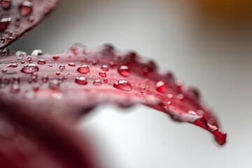 close up of dark red lily, beautiful summer flower, macro