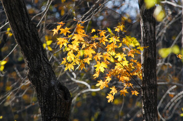 Beautiful golden leaves in autumn