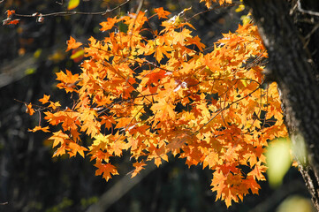 Beautiful golden leaves in autumn