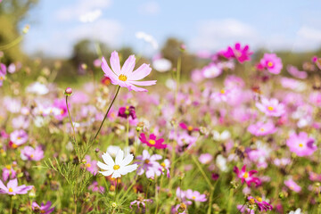 Obraz premium A beautiful close up of flowers Beautiful blur background