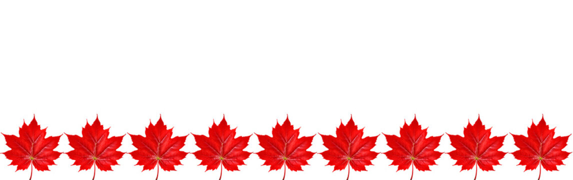 A row of red maple leaves arranged horizontally against a black background.