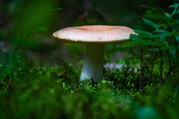 Bloody Brittlegill Mushroom Growing in Summer. Picking, Hiking, Walking, Eating, Food, Relax, Nature, Forest