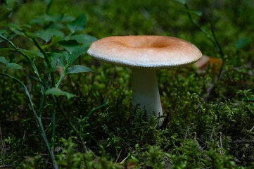 Bloody Brittlegill Mushroom Growing in Summer. Picking, Hiking, Walking, Eating, Food, Relax, Nature, Forest