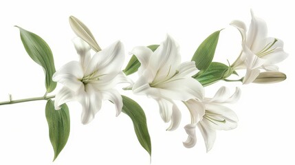 Beautiful white lilies in full bloom with green leaves on a white background. Perfect for floral and nature themes.