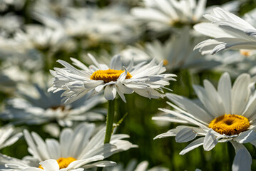 beautiful close up of a summer flower, mid summer, blooming time, flowers
