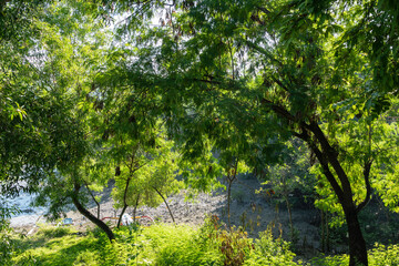 Beautiful Tropical Mangrove Forest in Serangan Island, Bali