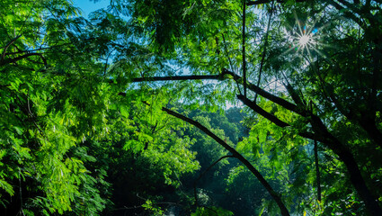 Fototapeta premium Beautiful Tropical Mangrove Forest in Serangan Island, Bali