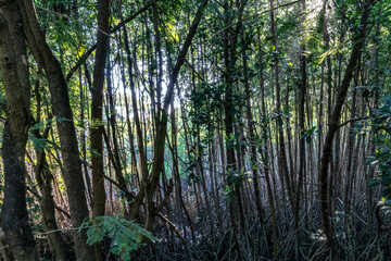 Beautiful Tropical Mangrove Forest in Serangan Island, Bali