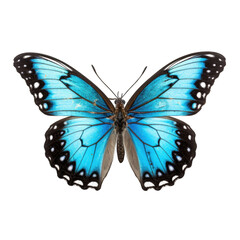 Fototapeta premium monarch butterfly in cartoon style