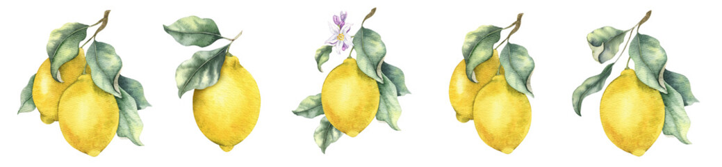 Naklejka premium Set of Lemon Branches with fruits, flowers and leaves. Isolated hand drawn watercolor illustration. Tropical citrus fruit. Design for menu, package, cosmetic, textile, cards