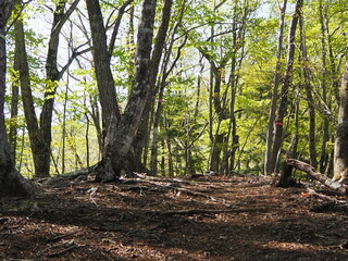 本社カ丸の登山道