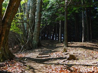 本社カ丸の登山道
