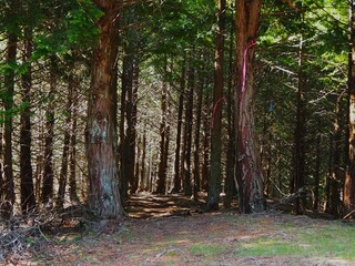 本社カ丸の登山道
