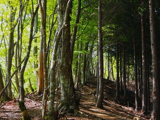 本社カ丸の登山道