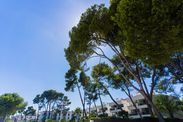 trees on the beach