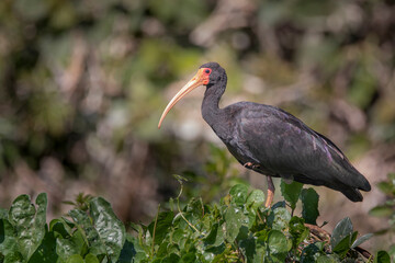 Brazilian Savannah Bird 
The birds of Brazil are very beautiful and have many colors