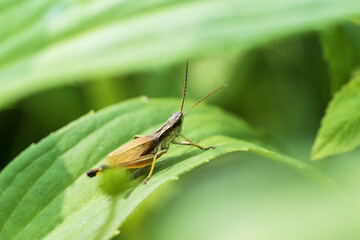 Grasshopper on a green leaf 