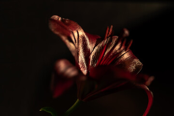 close-up view of a beautiful dark red lily