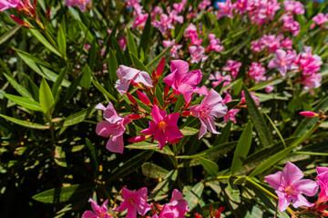 pink and white flowers