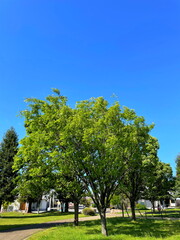 真っ青な空と緑の葉