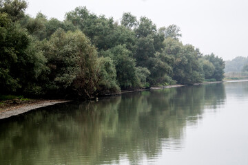 reflection of trees in the water