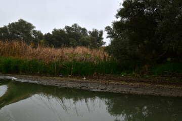 reflection of trees in the water