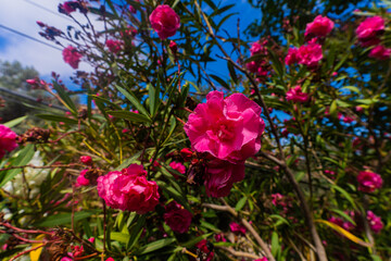 Obraz premium flowers in the garden