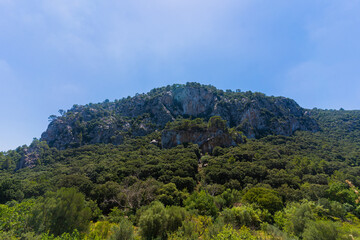 Fototapeta premium forest in the mountains