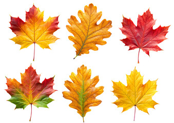 Autumn maple and oak colorful leaves set isolated on transparent white background, png element. Fall maple foliage collection