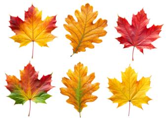 Autumn maple and oak colorful leaves set isolated on transparent white background, png element. Fall maple foliage collection