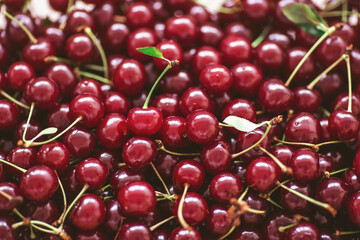 background of freshly picked, fragrant, ripe sweet cherries. Top view of cherry fruits. Close up of ripe organic cherries background and texture. 