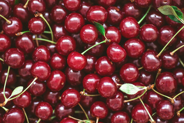 background of freshly picked, fragrant, ripe sweet cherries. Top view of cherry fruits. Close up of ripe organic cherries background and texture. 