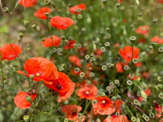 red poppy flowers in field