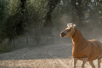 horses run gallop paddock paradise dust 