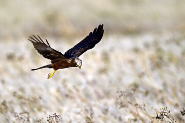 Rohrweihe - Weibchen // Western marsh harrier - female (Circus aeruginosus) 