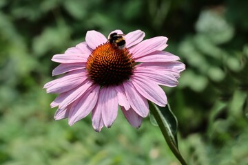pink coneflowers _Echinacea plants in a garden close up