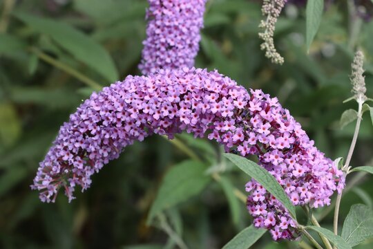budleja lila flowers and colorful pretty butterfly insect