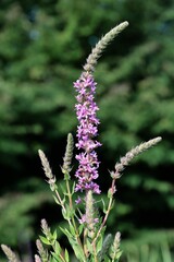red flowers of wild plant Lythrum Salicaria - Purple loosestrife