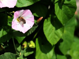 wild climbing plants blossoming close up