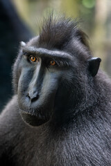 Celebes crested macaque - Macaca nigra, black large macaque monkey endemic to Tangkoko reserve of island Sulawesi, Indonesia.