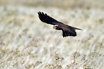 Rohrweihe - Weibchen // Western marsh harrier - female (Circus aeruginosus) 